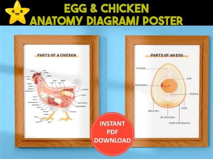 About Chicken & Egg Pictures Chicken & Egg Pictures