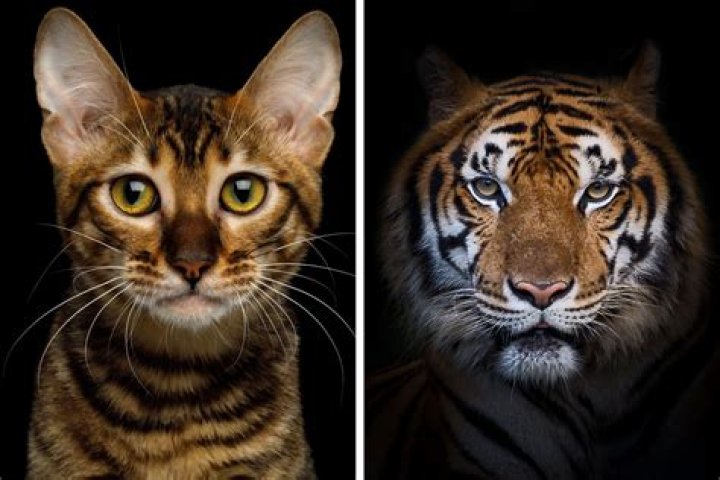 Jackson looks like a tiger after her son Eissa paints her face